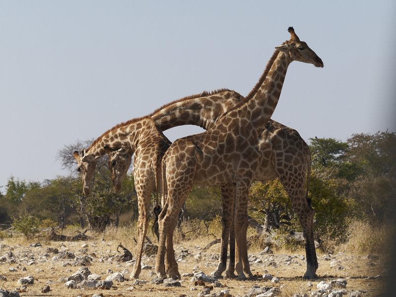 Etosha National Park, Giraffe